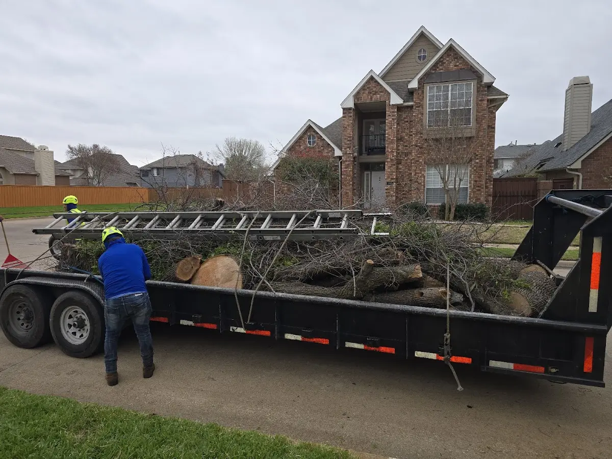 Expert Tree Pest Control with proper safety equipment in Buckley